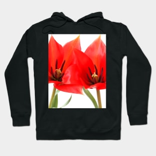 Tulipa linifolia  Flax-leaved tulip  Miscellaneous tulip Hoodie